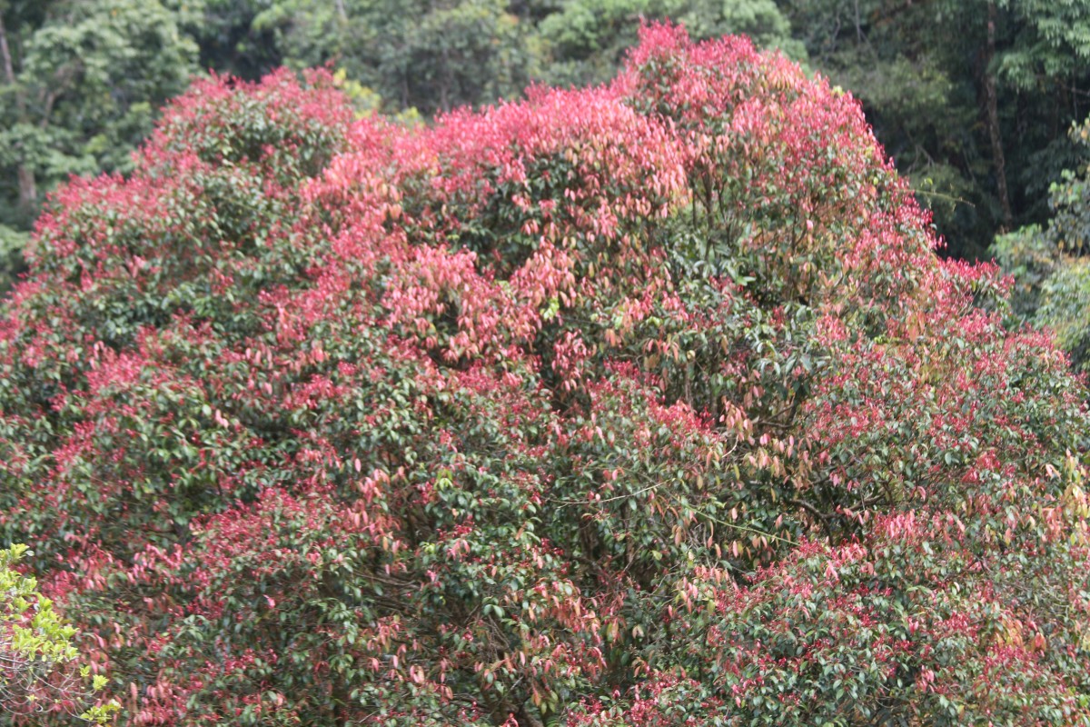 Syzygium cylindricum (Wight) Alston